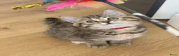 British Shorthair cats for sale: 😻DISCOUNTED PRICE🙀BeautifulBSH Kittens 🐈‍⬛ 🩷💙 - Advert 11