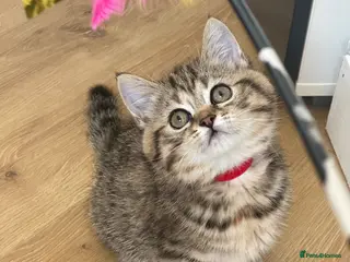 British Shorthair cats 😻LAST GIRL🙀BeautifulBSH Kittens 🐈⬛ 🩷💙 - Advert 1