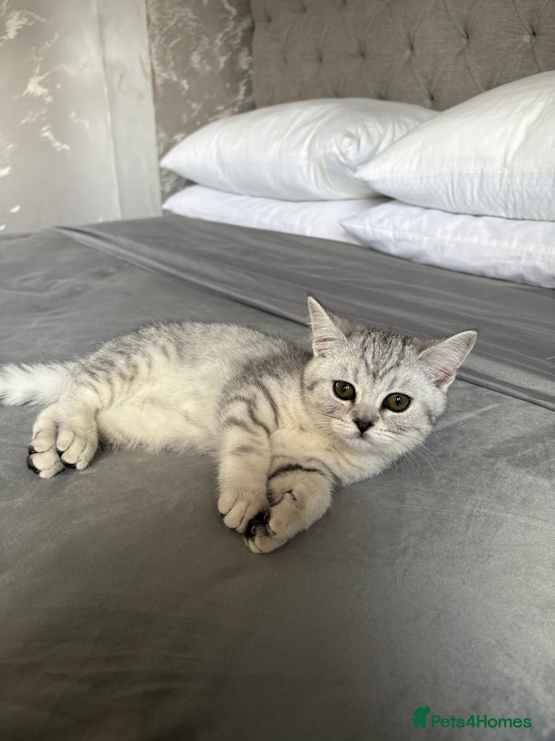 Scottish Fold cats for sale: 5 kittens Ready to find their forever homes  - Image 13