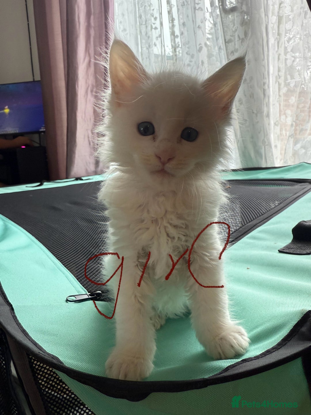Maine Coon cats for sale: 6 beautiful angels - Image 4