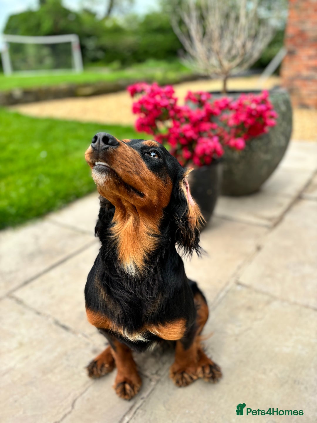 Cocker Spaniel dogs for stud: KC registered Champion bred working cocker  in Middlewich - Image 19