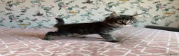 Maine Coon cats for sale: 4 beautiful playful Maine Coon kittens  in Glastonbury - Advert 20