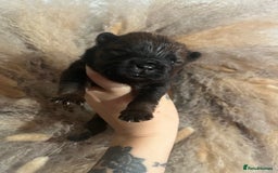 Chow Chow dogs for sale: Chow chow pups - Image 5