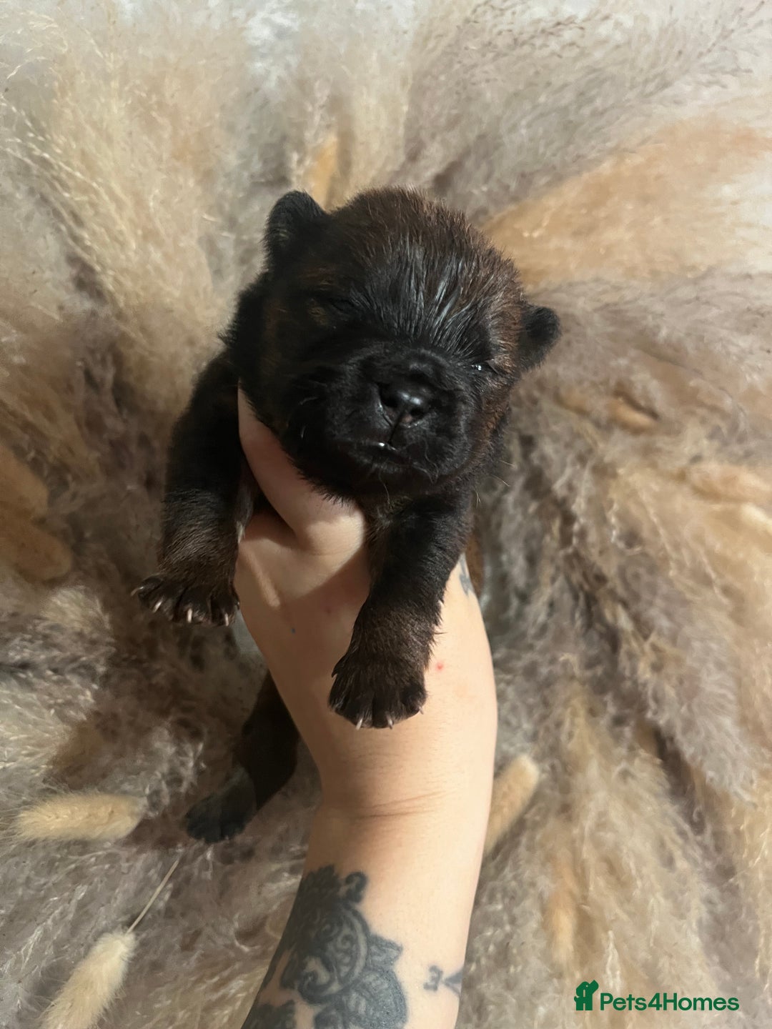 Chow Chow dogs for sale: Chow chow pups - Image 5