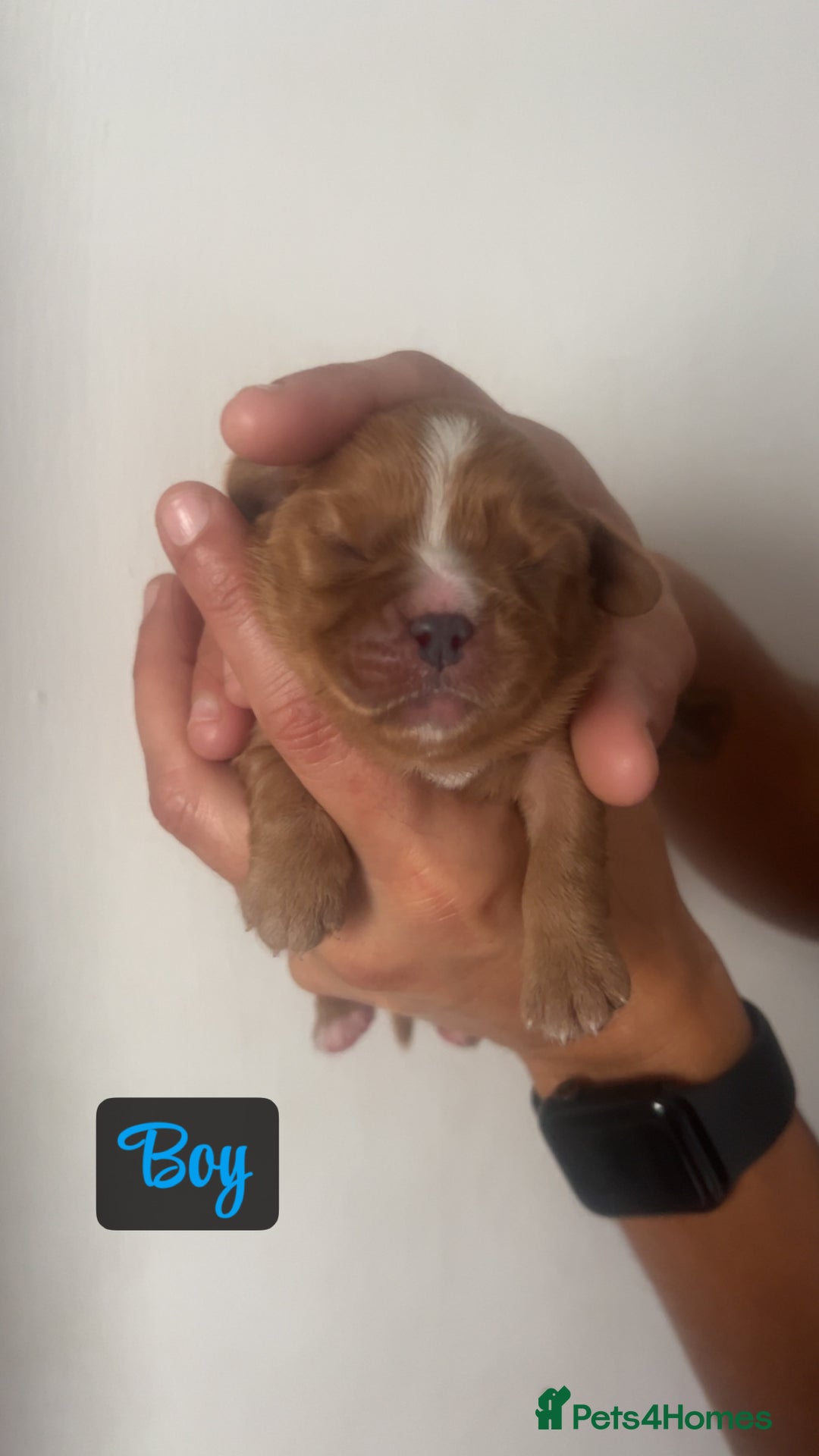Cavalier King Charles Spaniel dogs for sale: Mixed colour Cavaliers  - Image 7