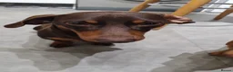 Miniature Dachshund dogs for sale: Rascal mini daushaund  - Advert 3