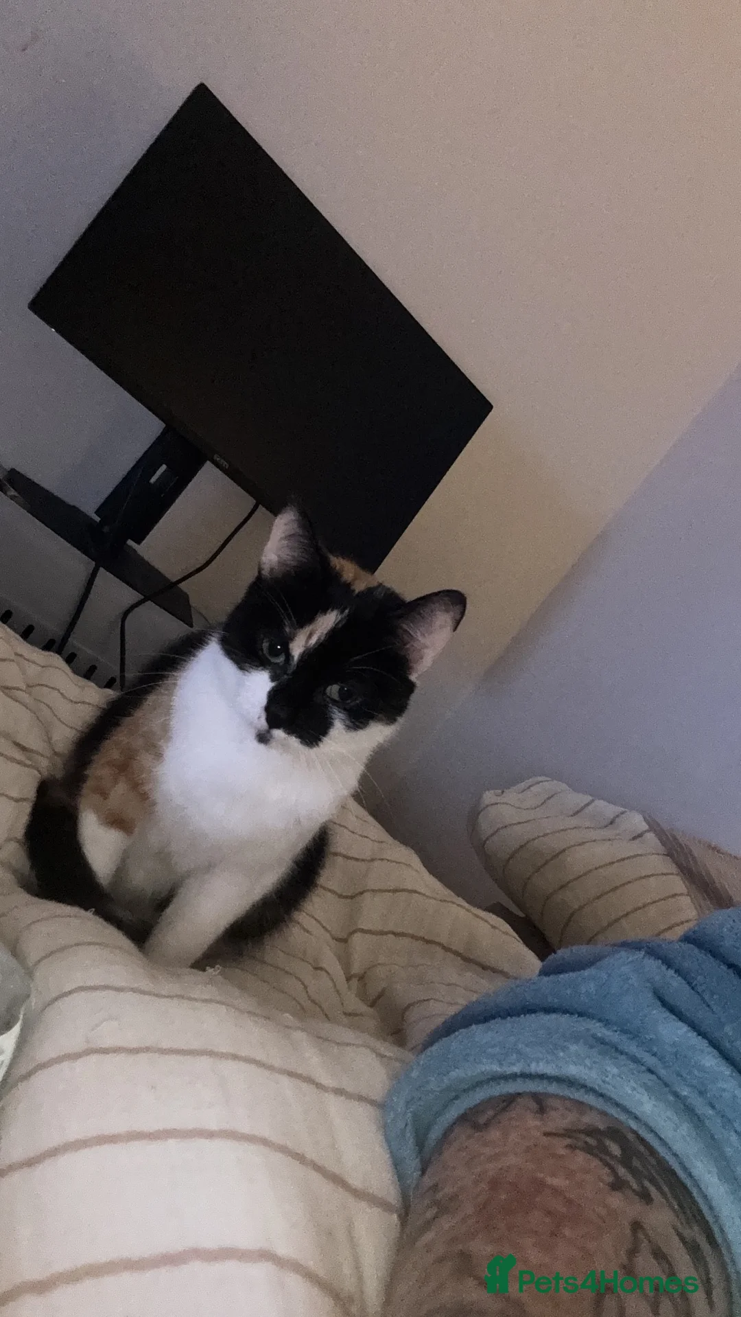 Domestic Shorthair cats for sale: REHOMING MY GIRL  in Forres - Advert 2