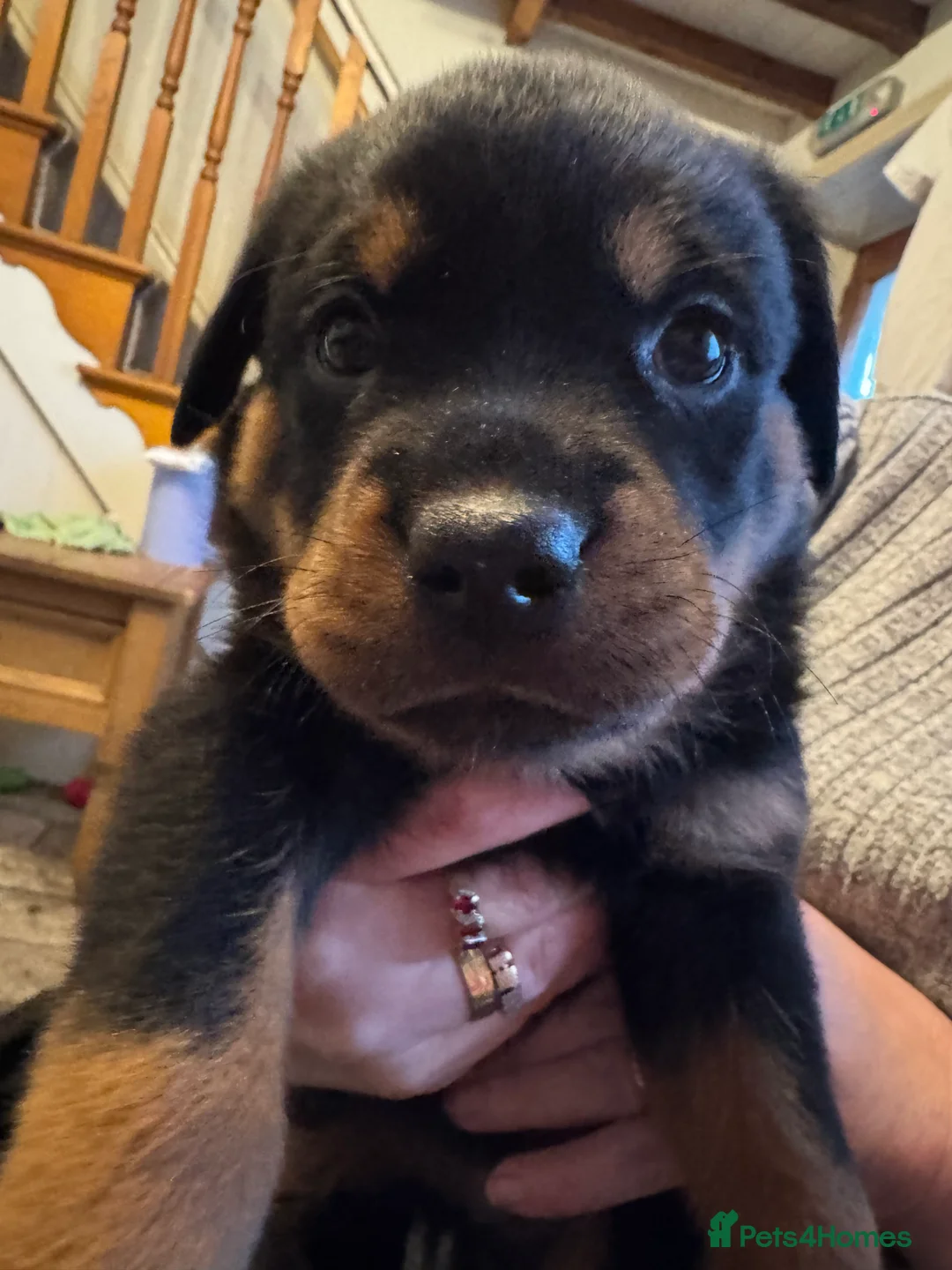 Rottweiler dogs for sale: Beautiful female Rottweiler  - Advert 8