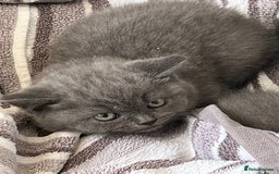 British Shorthair cats for sale: Gorgeous British shorthaired kittens - Image 15