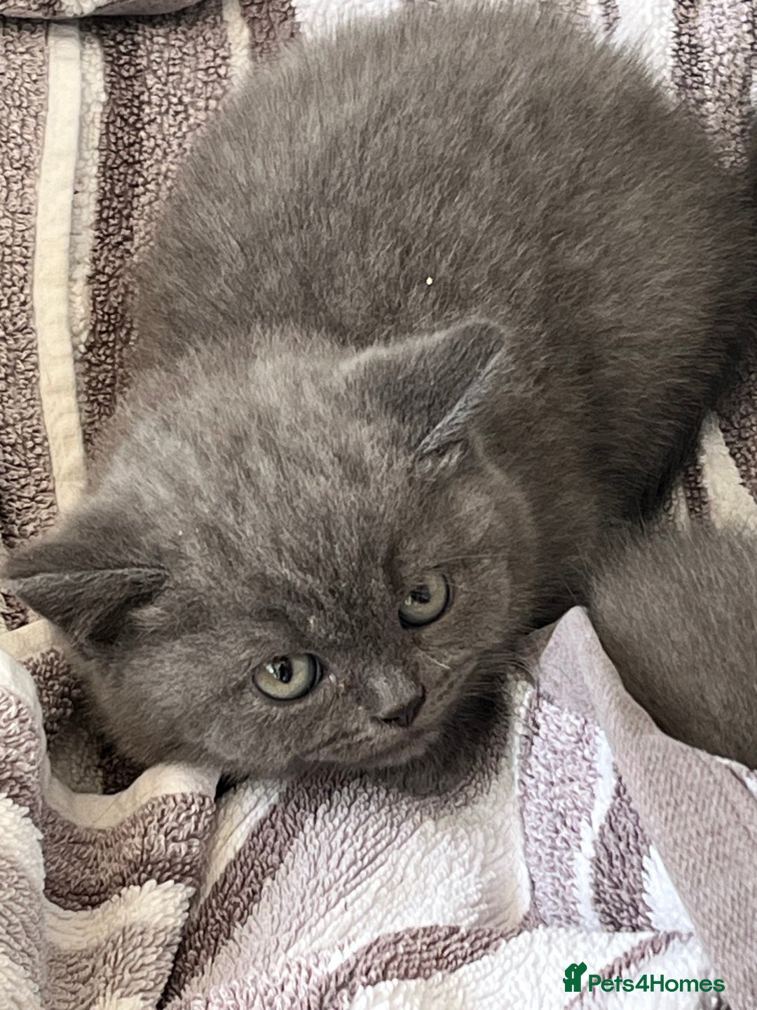 British Shorthair cats for sale: Gorgeous British shorthaired kittens - Image 15