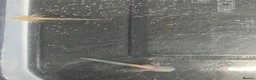 Axolotl reptiles for sale: Baby axolotls - Advert 3