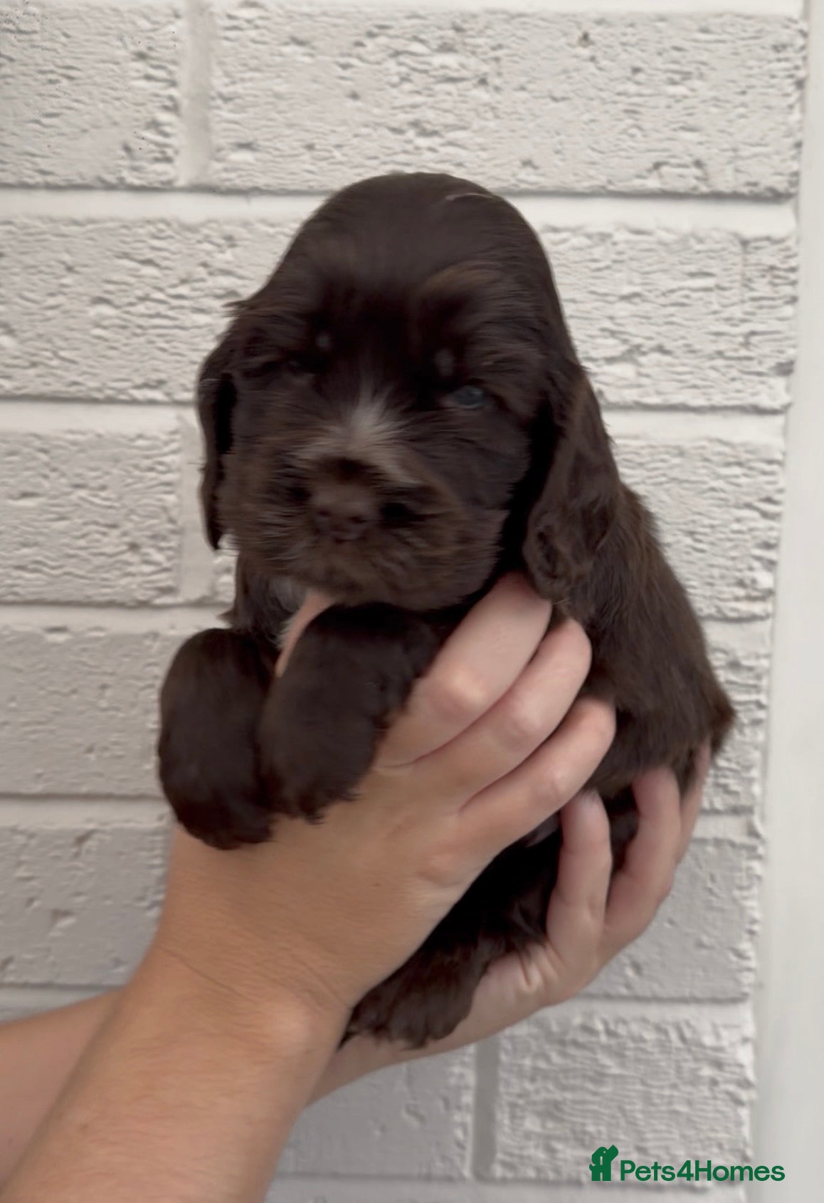 Cocker Spaniel dogs True To Type Show Cocker Spaniels - Advert 3