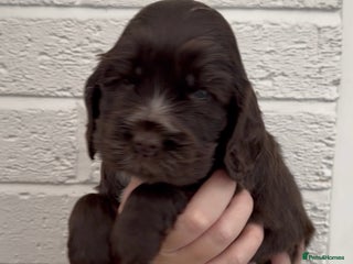 Cocker Spaniel dogs True To Type Show Cocker Spaniels - Advert 1