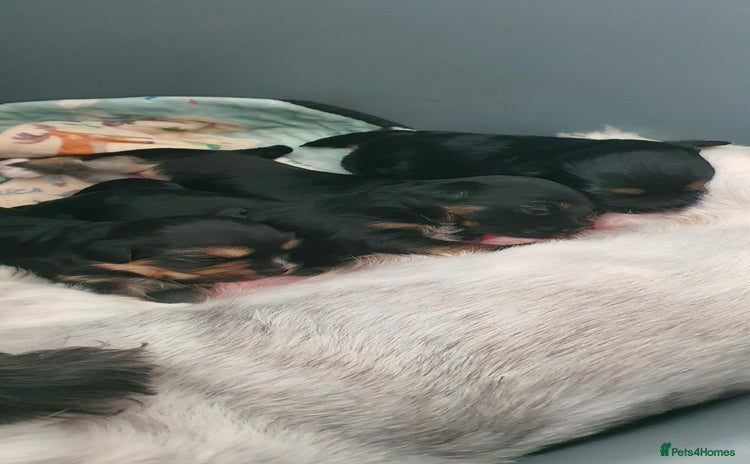 Morkie dogs - Advert 1