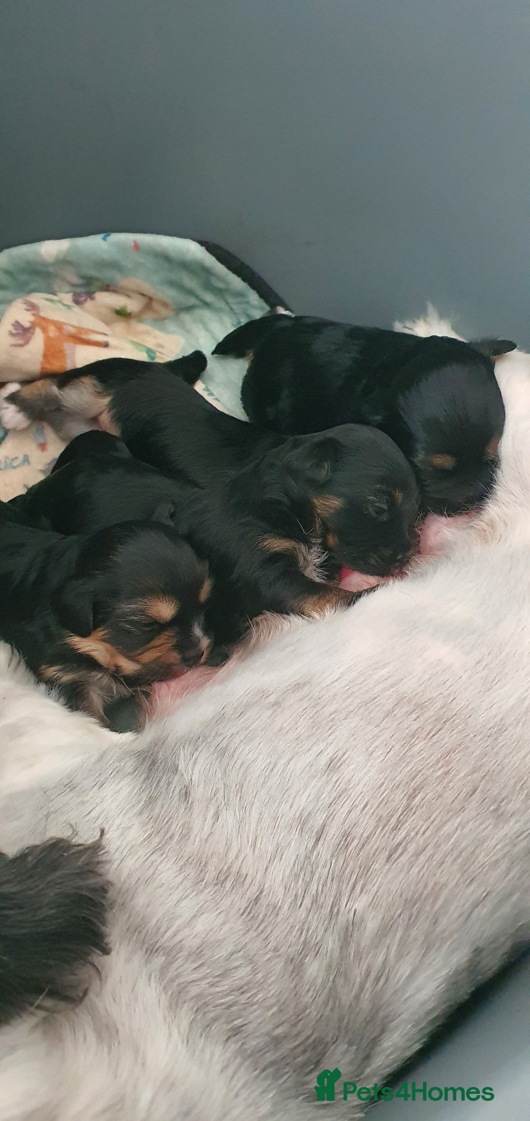 Morkie dogs for sale: ADORABLE MORKI BABIES 🐶 - Image 1