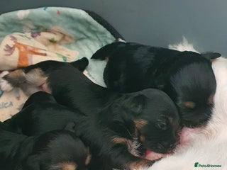 Morkie dogs - Advert 3