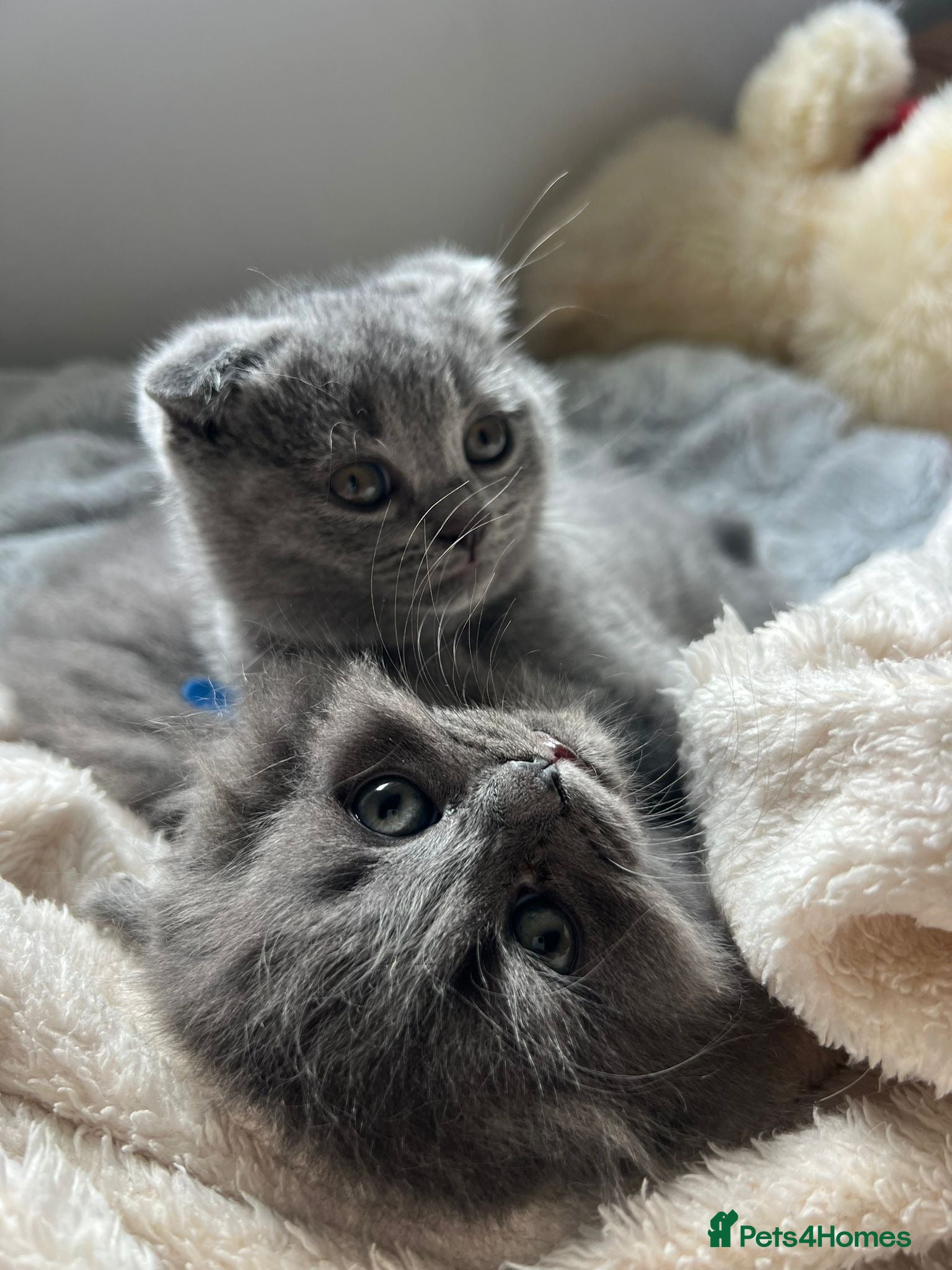Scottish Fold Kitten 4