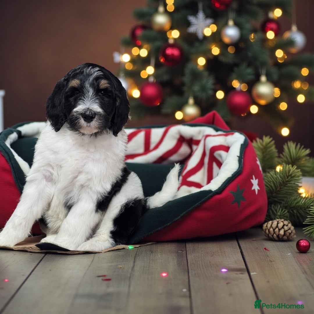 Bernedoodle dogs for sale: Mini bernedoodle puppies for sale  - Advert 4