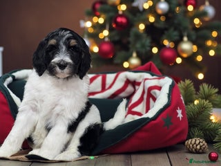 Bernedoodle dogs Mini bernedoodle puppies for sale - Advert 7