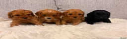Cavapoo dogs for sale: F1 cavapoo puppies  - Advert 18