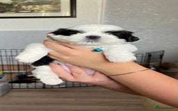 Shih Tzu dogs for sale: Boy number one  - Image 1