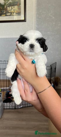 Shih Tzu dogs - Advert 6