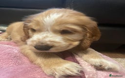 Cocker Spaniel dogs for sale: Cocker spaniel puppies  - Image 2