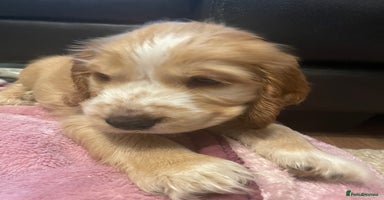 Cocker Spaniel dogs - Advert 13
