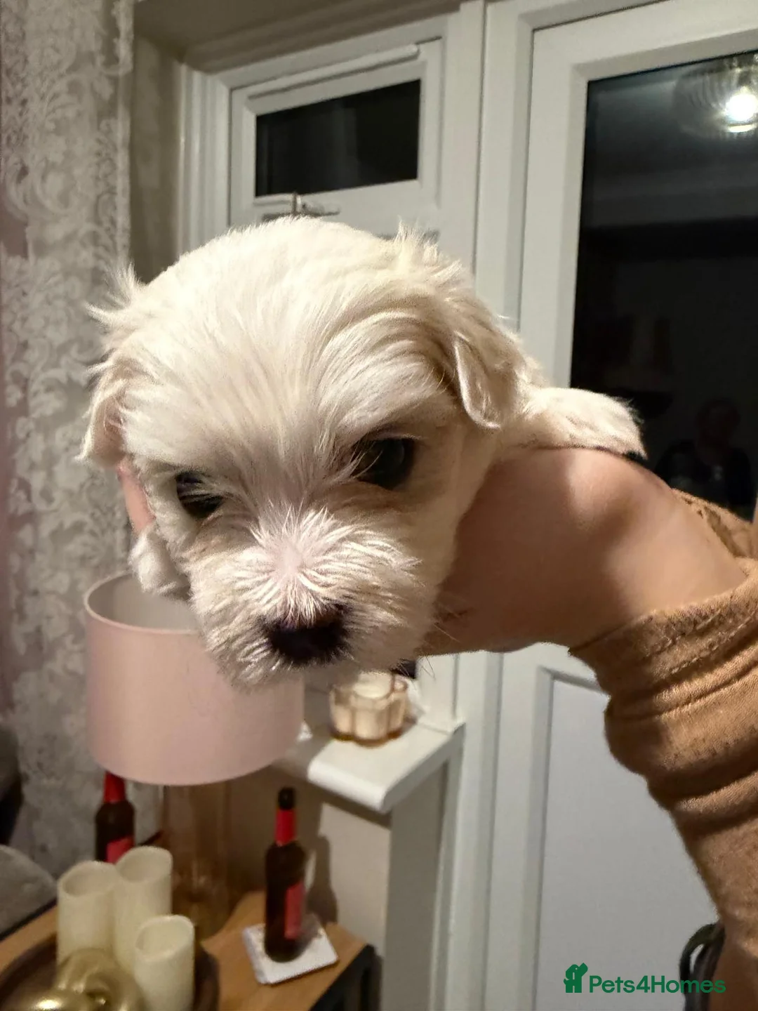Maltese dogs for sale: Maltese babies - Advert 34