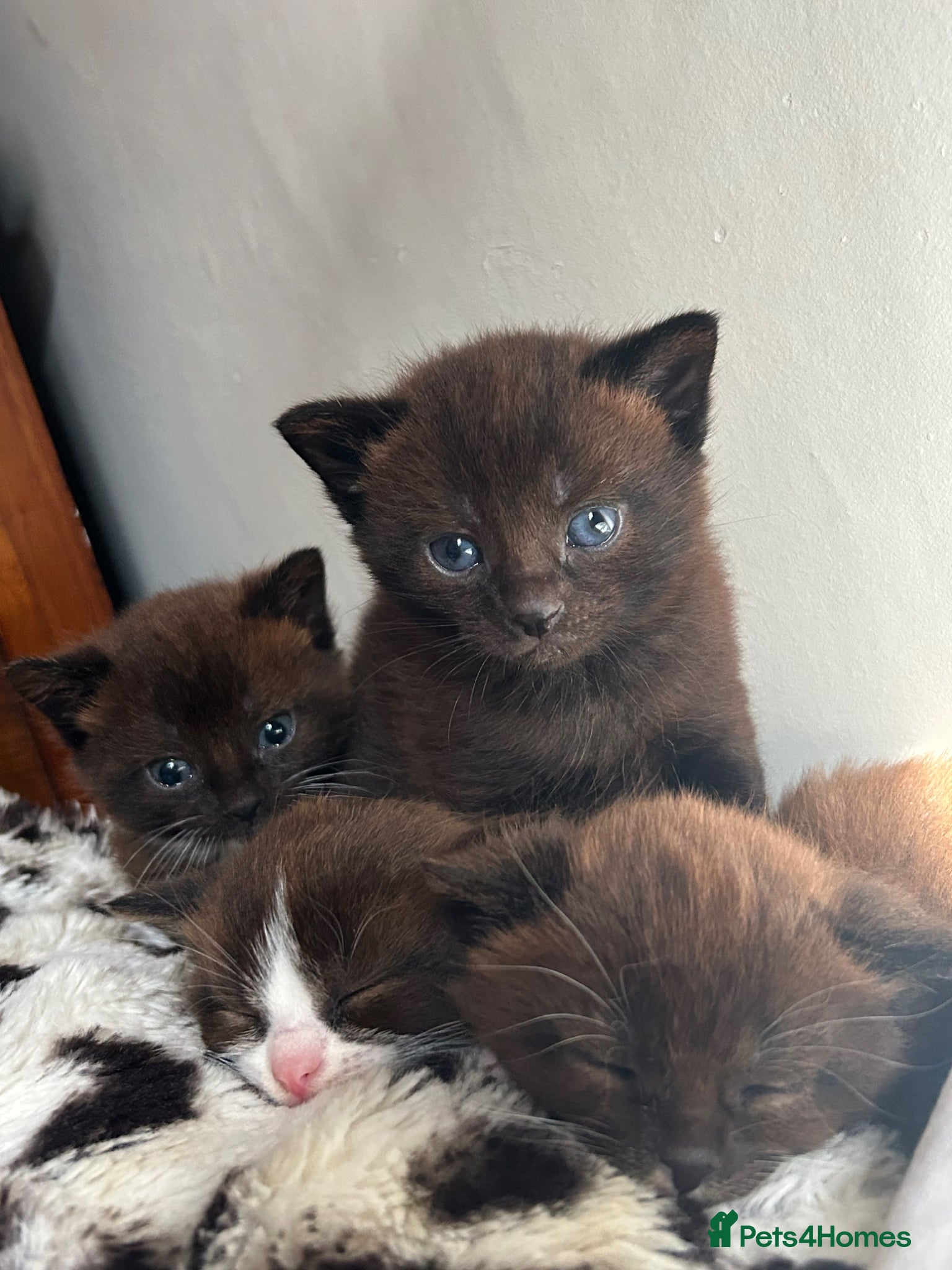 Mixed Breed cats Adorable kittens  - Advert 9