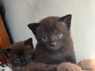 Mixed Breed cats Adorable kittens - Advert 9