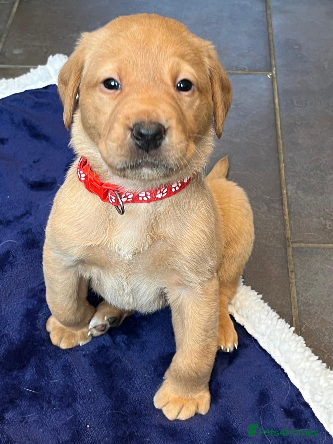 Labrador Retriever dogs for sale: Kennel Club Fox Red Labrador Puppies Health Tested - Advert 29