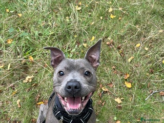 Staffordshire Bull Terrier dogs - Advert 3