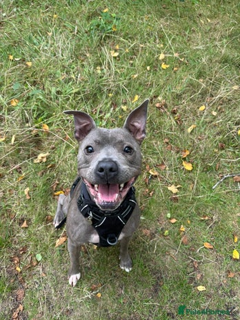 Staffordshire Bull Terrier dogs - Advert 6