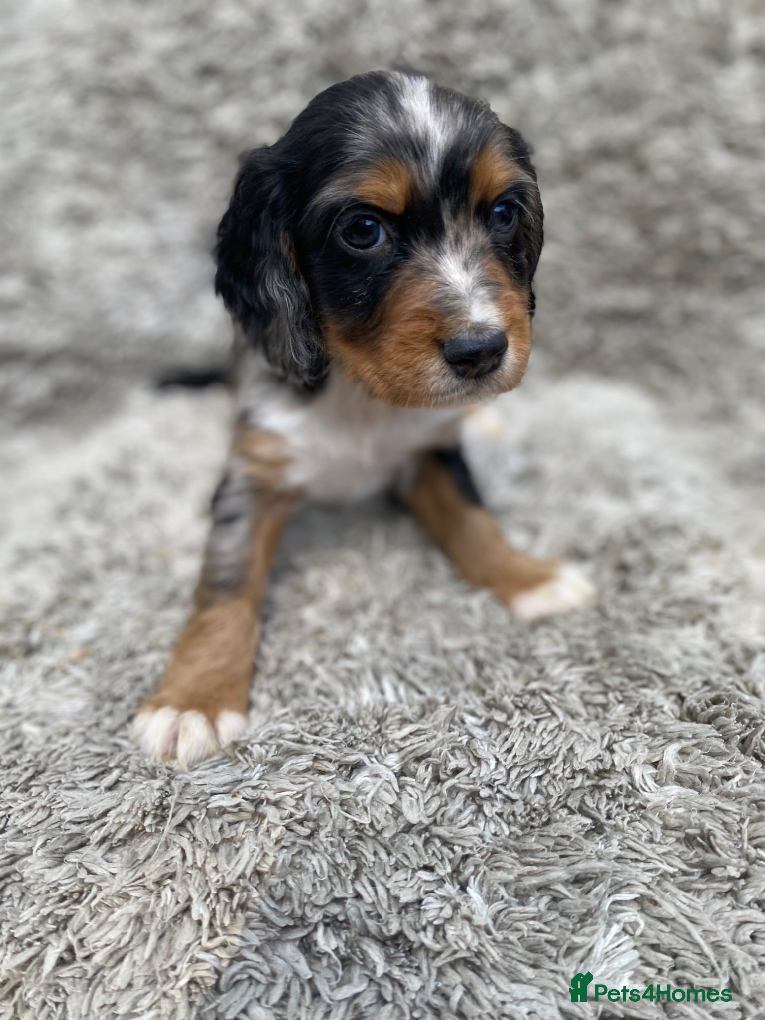 Cocker Spaniel dogs Cocker spaniel puppies - Advert 10