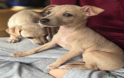 Italian Greyhound dogs for sale: Stunning Tiny Cream Boy  - Image 4