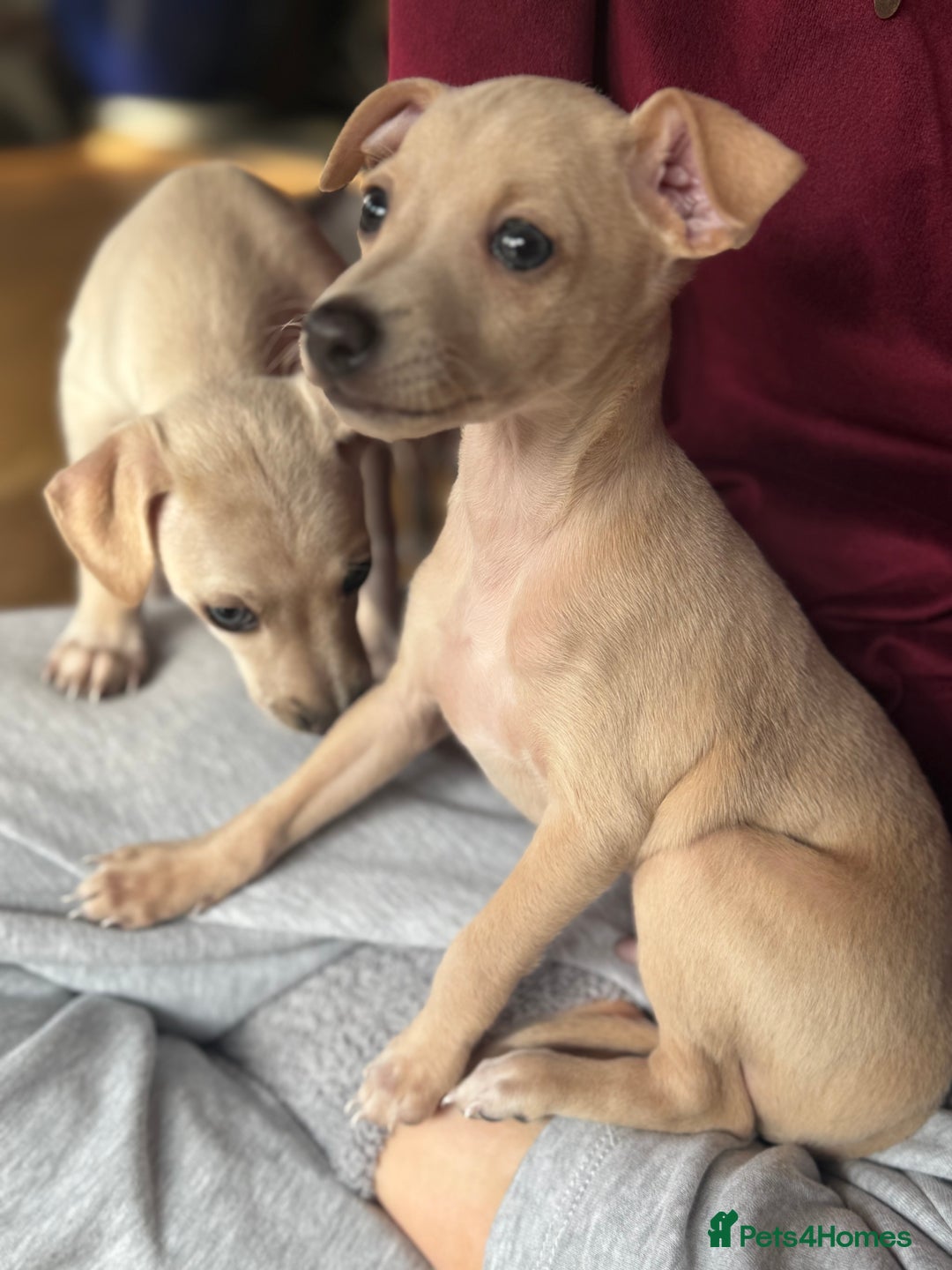 Italian Greyhound dogs for sale: Stunning Tiny Cream Boy  - Image 4