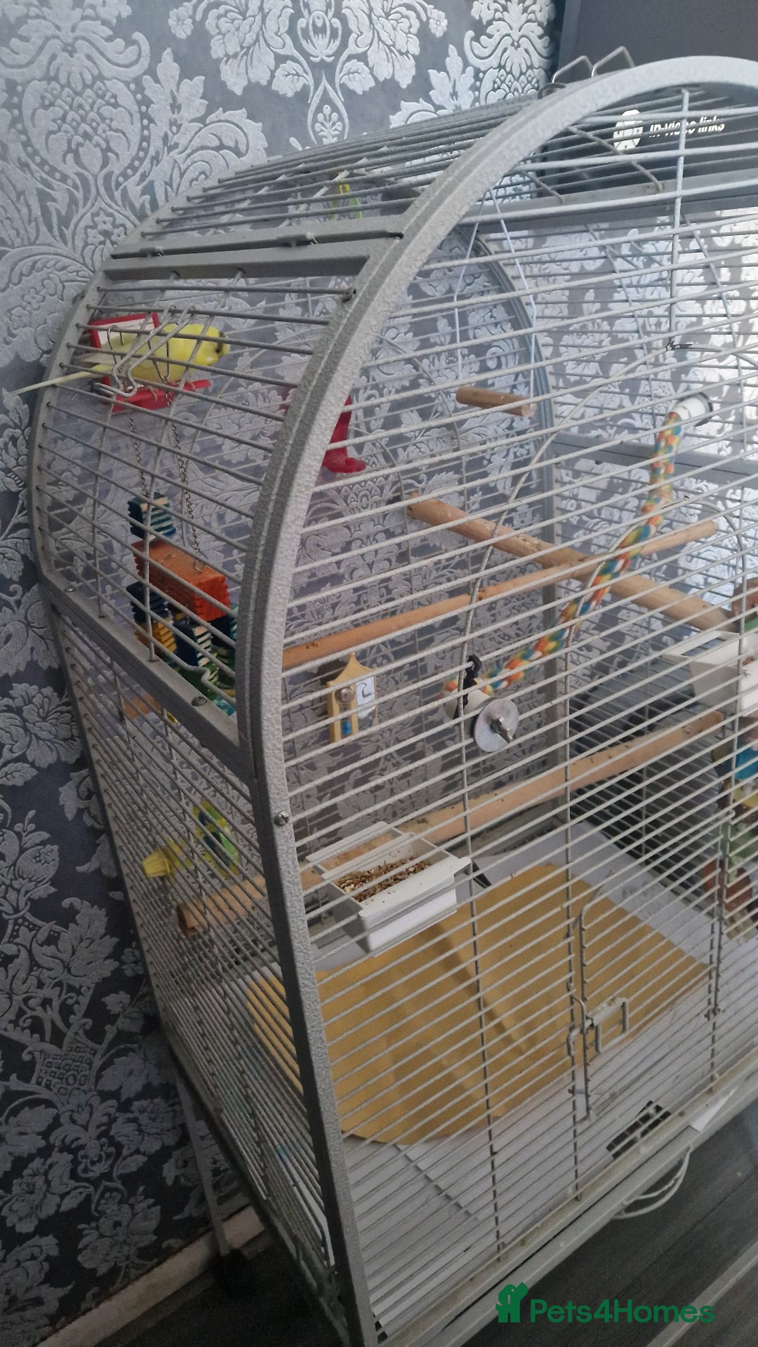 Budgerigars birds for sale: Bird with a cage - Image 1