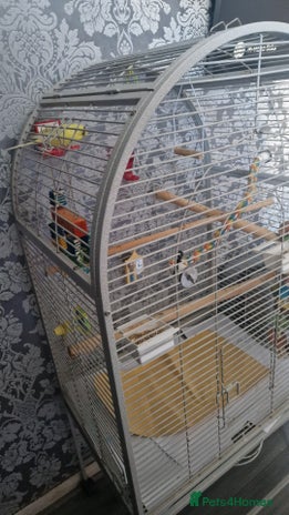 Budgerigars birds - Advert 12