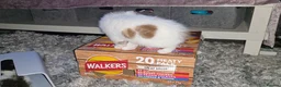 Munchkin cats for sale: Munchkin kittens - Advert 22