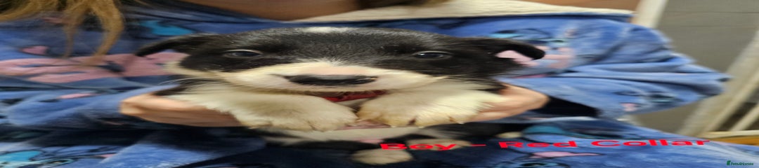 Border Collie (Red collar)