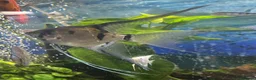 Angelfish fish for sale: LONG FIN GOLDEN ANGELS - Advert 18