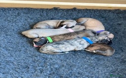 Whippet dogs for sale: 2 Super Smart Whippet boys available - Image 7