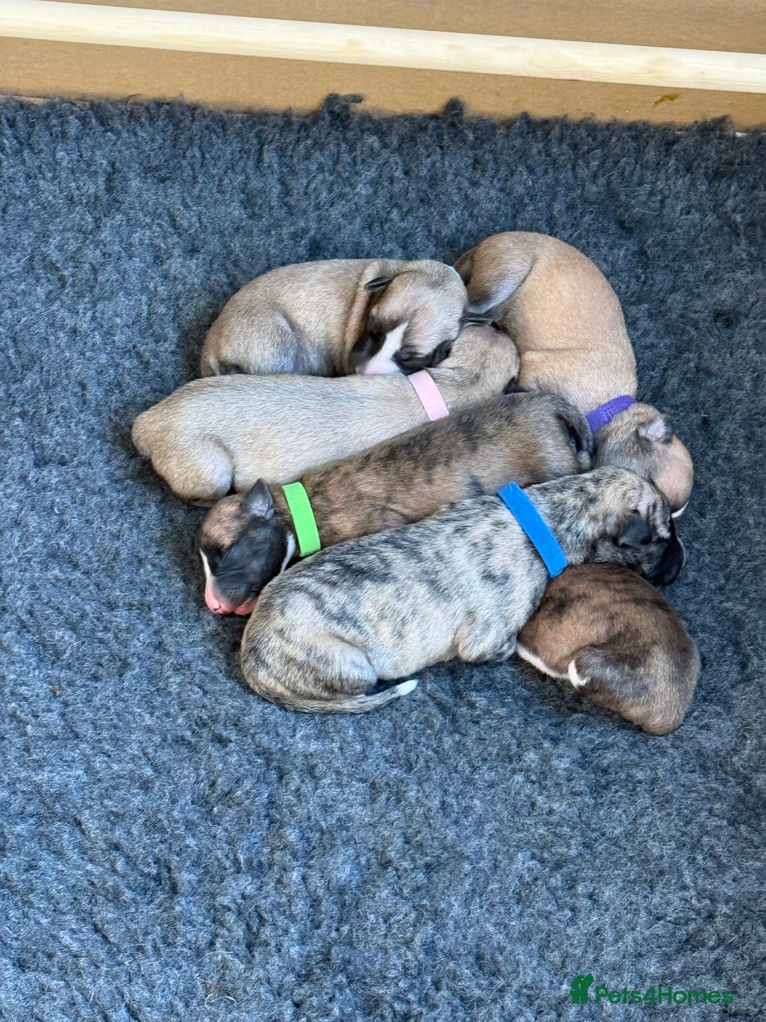 Whippet dogs for sale: 2 Super Smart Whippet boys available - Image 7