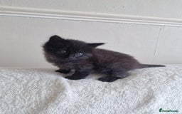 Mixed Breed cats for sale: 1 beautiful male kitten last of the litter  - Image 14