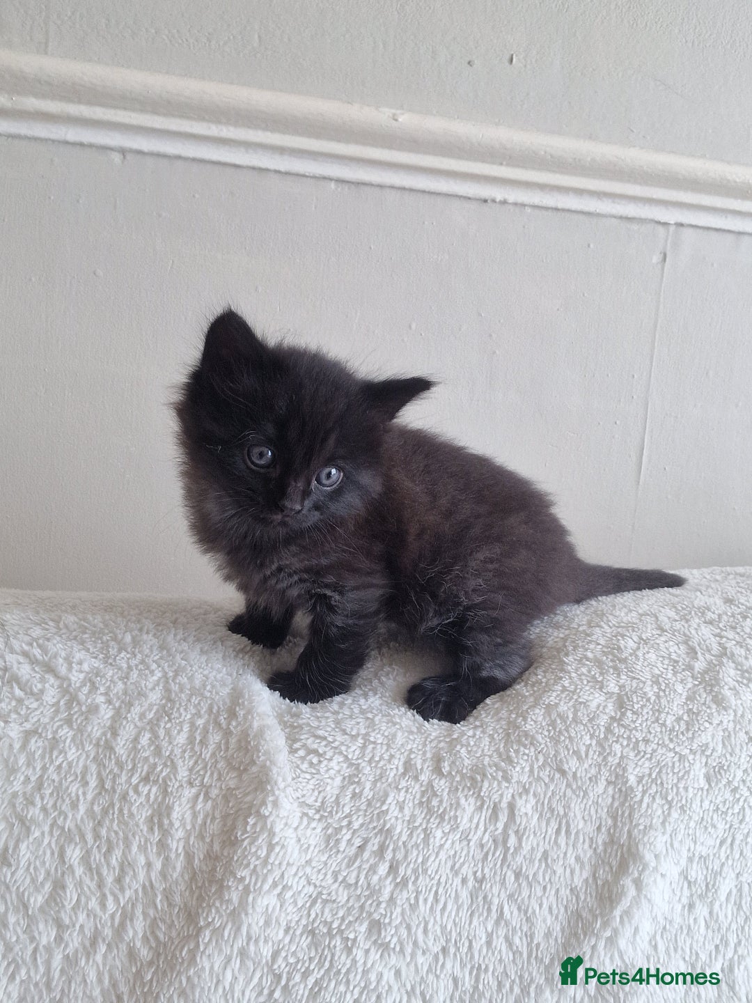 Mixed Breed cats for sale: 1 beautiful male kitten last of the litter  - Image 14