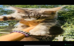 Maine Coon cats for sale: Stunning Pure Breed Maine Coon Kittens in Norwich - Image 7