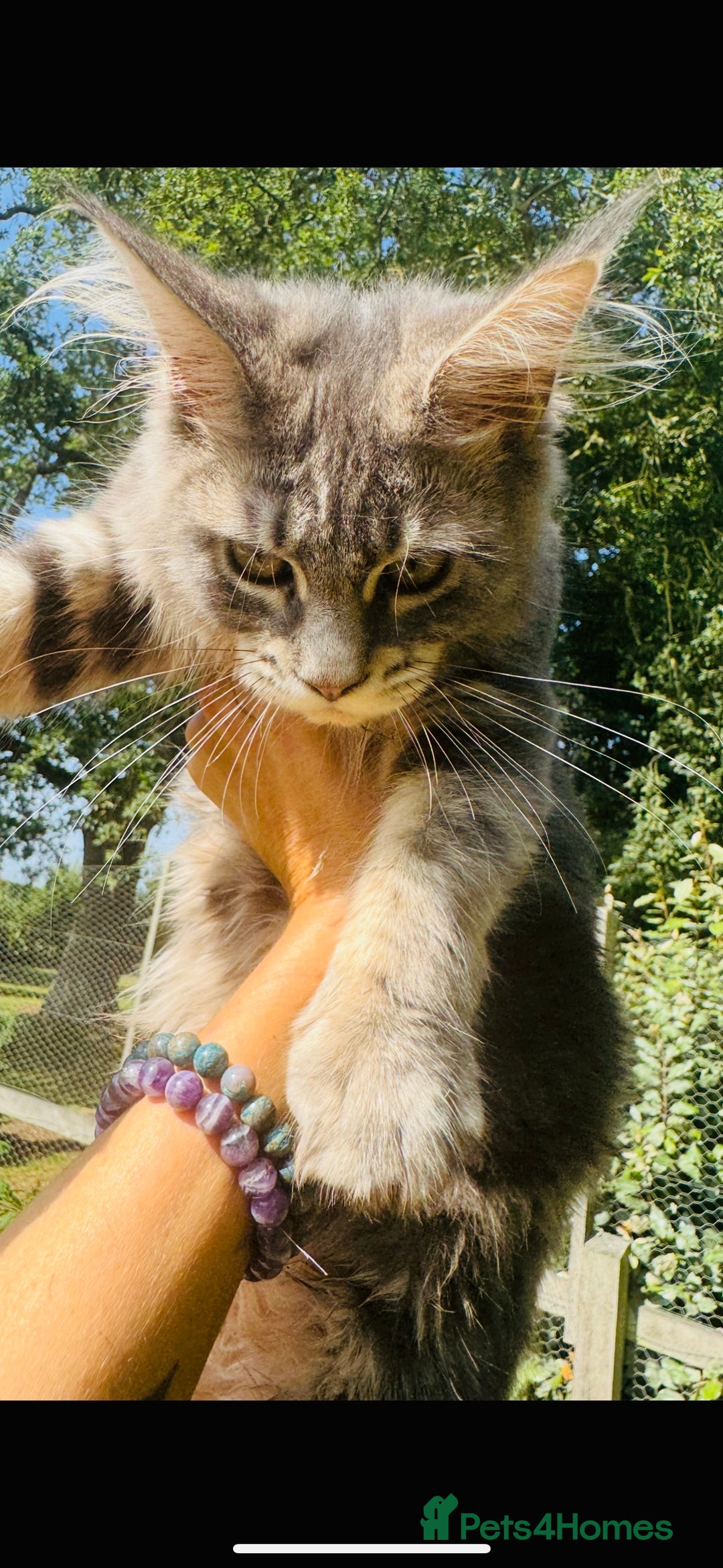 Maine Coon cats for sale: Stunning Pure Breed Maine Coon Kittens in Norwich - Image 7