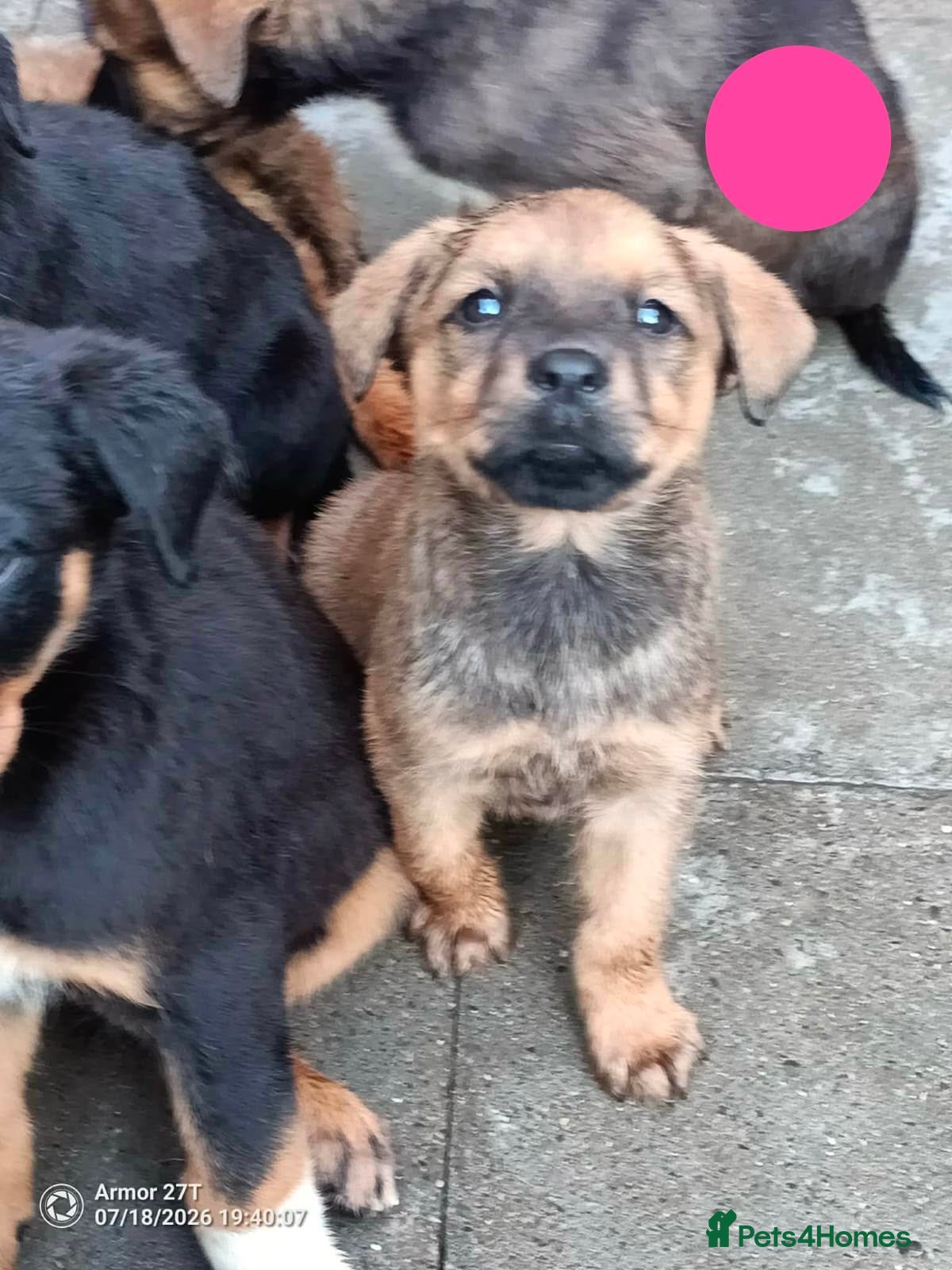 Mixed Breed dogs Masakiweiler (mastiff x akita x rottweiler) pups - Advert 2
