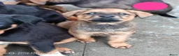 Mixed Breed dogs for sale: Masakiweiler (mastiff x akita x rottweiler) pups - Advert 3